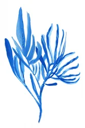 Waterige blauwe plantvormen