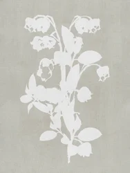 Witte botanische bloemen