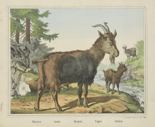 Geiten