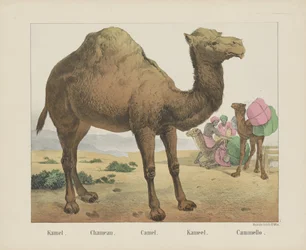 Kameel