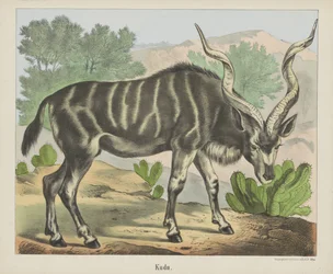 Kudu
