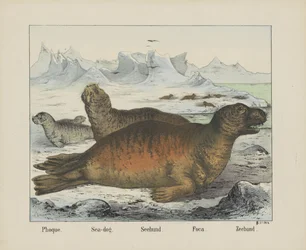 Zeehond