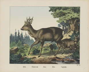 Reh. / Chevreuil. / Roe. / Ree. / Capriulo