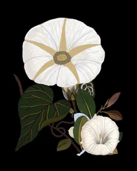 Elegante witte ochtendglorieën