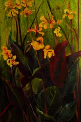 Canna-lelie, 2017