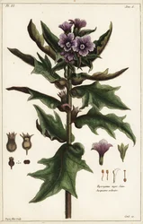 Zwart bilzenkruid, jusquiame noire, Hyoscyamus niger Linn