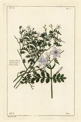 Gewone jasmijn, Jasminum officinale, Linn