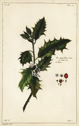 Europese hulst, Ilex aquifolium, Linn