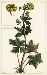 Kogelbloem, Trollius europaeus, Linn