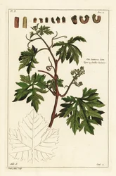 Bladeren en ontluikende druiven aan een wijnstok, Vitis vinifera