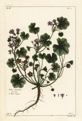Kleine kaasjeskruid of rondbladig kaasjeskruid, Malva pusilla
