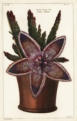 Sterbloem of aasplant, Stapelia hirsuta Linn