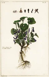 Zoet viooltje, Viola odorata, Linn