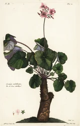 Onopgeloste soort geranium, Geranium umbellicatum